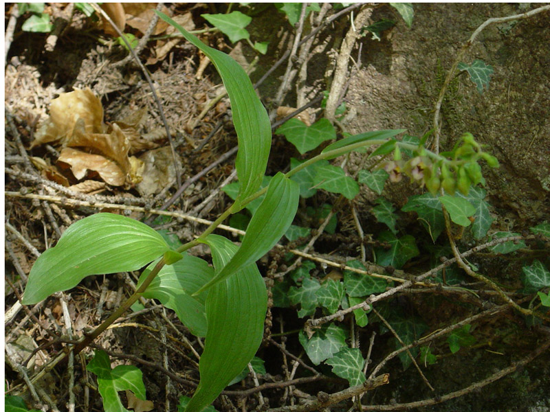 Epipactis helleborine